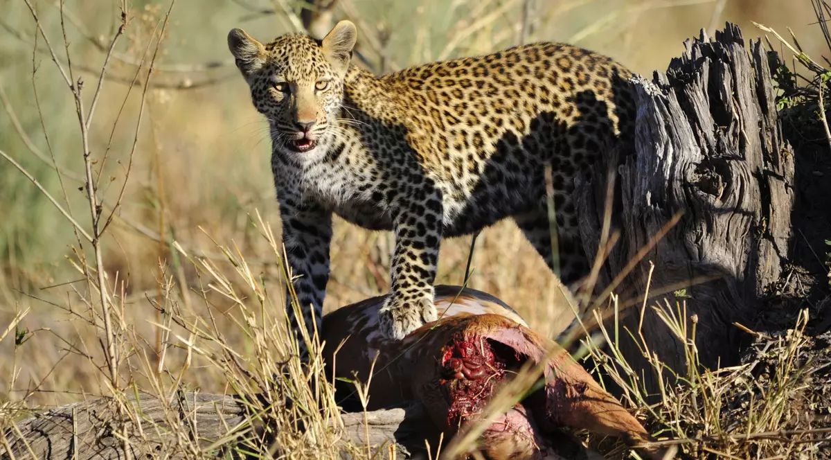 SĂTENI ATACAȚI DE UN LEOPARD ÎN LIBERTATE | VIDEO