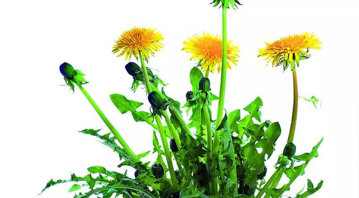 Păpădia, un excelent remediu împotriva multor afecţiuni