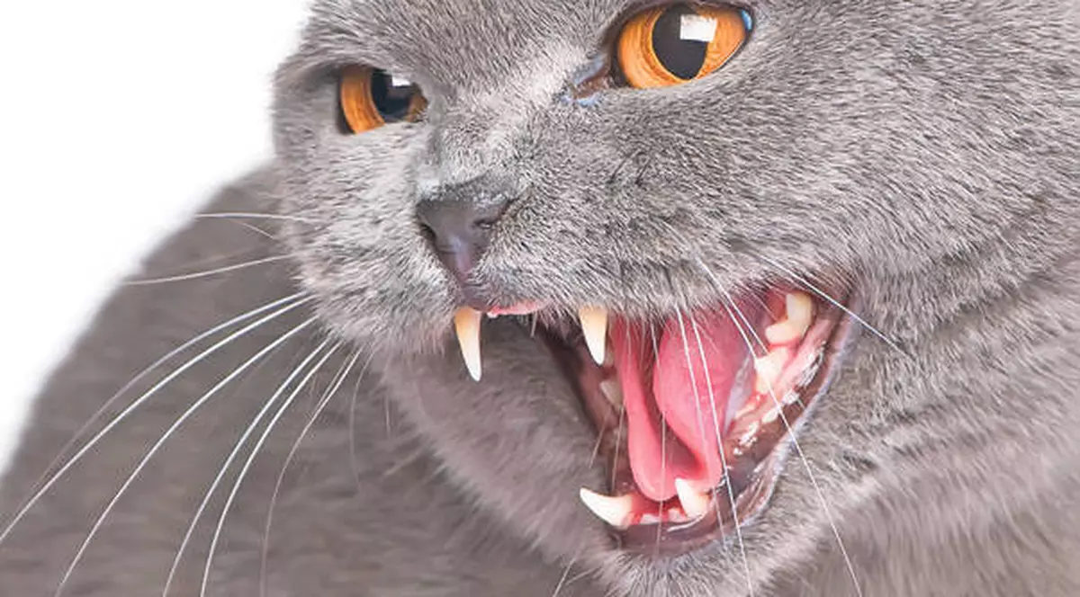 Mâţa blândă zgărie rău! Atacată cu sălbăticie de propria pisică!