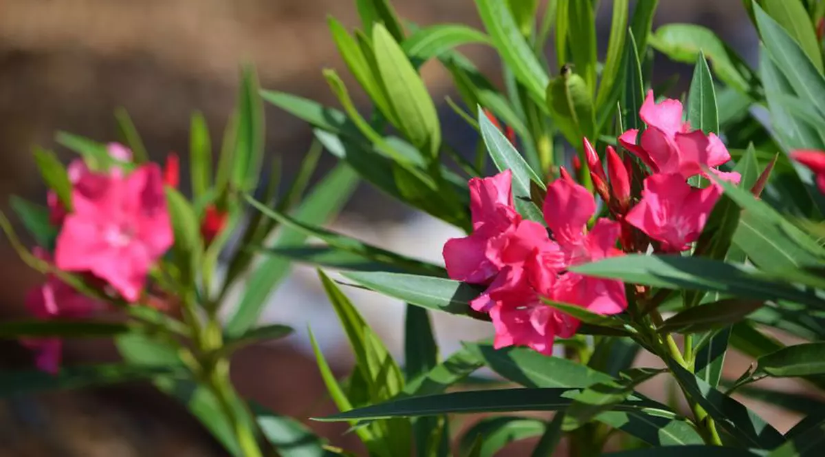 Cele mai periculoase plante de apartament pentru copii