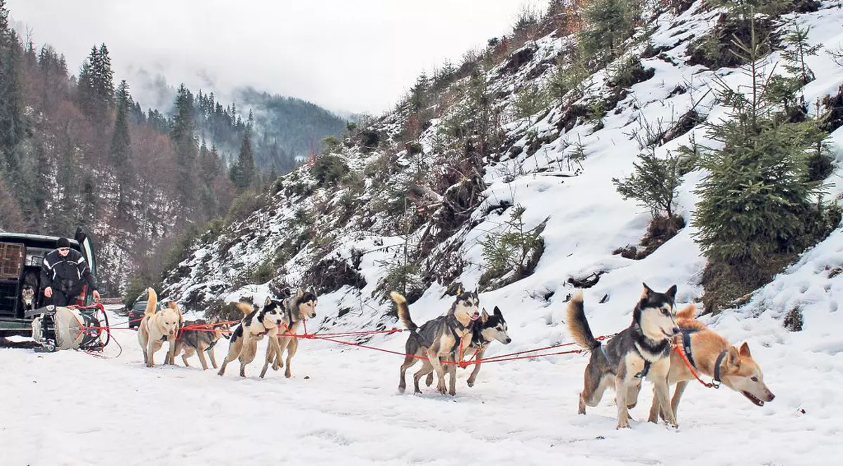 Un preot din Bistrița, tras de cei 11 câini până la Campionatele Mondiale din Austria