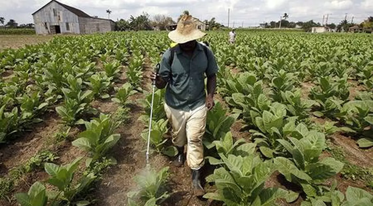 ”Alimentul” de bază al românilor devine țigara! Culturile de tutun fac concurență celor de cartofi