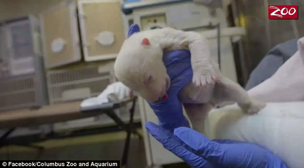 Ursuleț polar abandonat, crescut de îngrijitorii de la ZOO