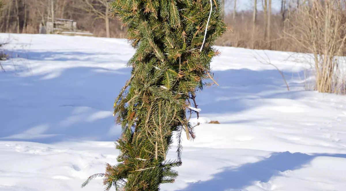 Cum îți protejezi pomii împotriva rozătoarelor