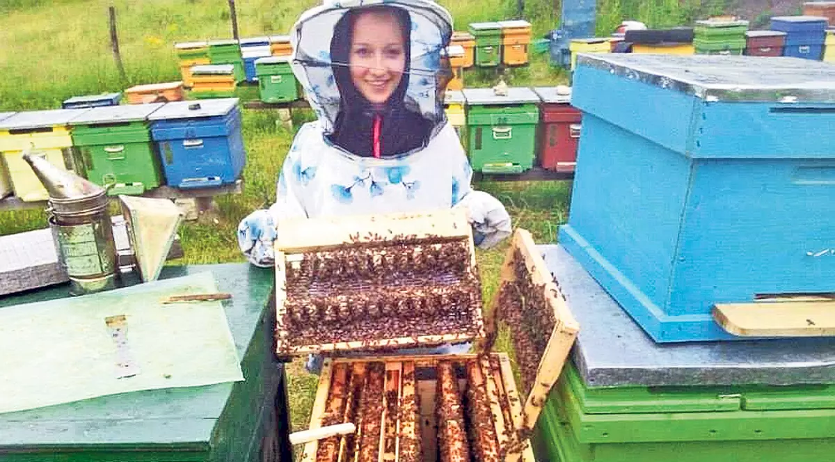 Mierea românească are LIPICI LA STRĂINI. Producția a fost scăzută de secetă