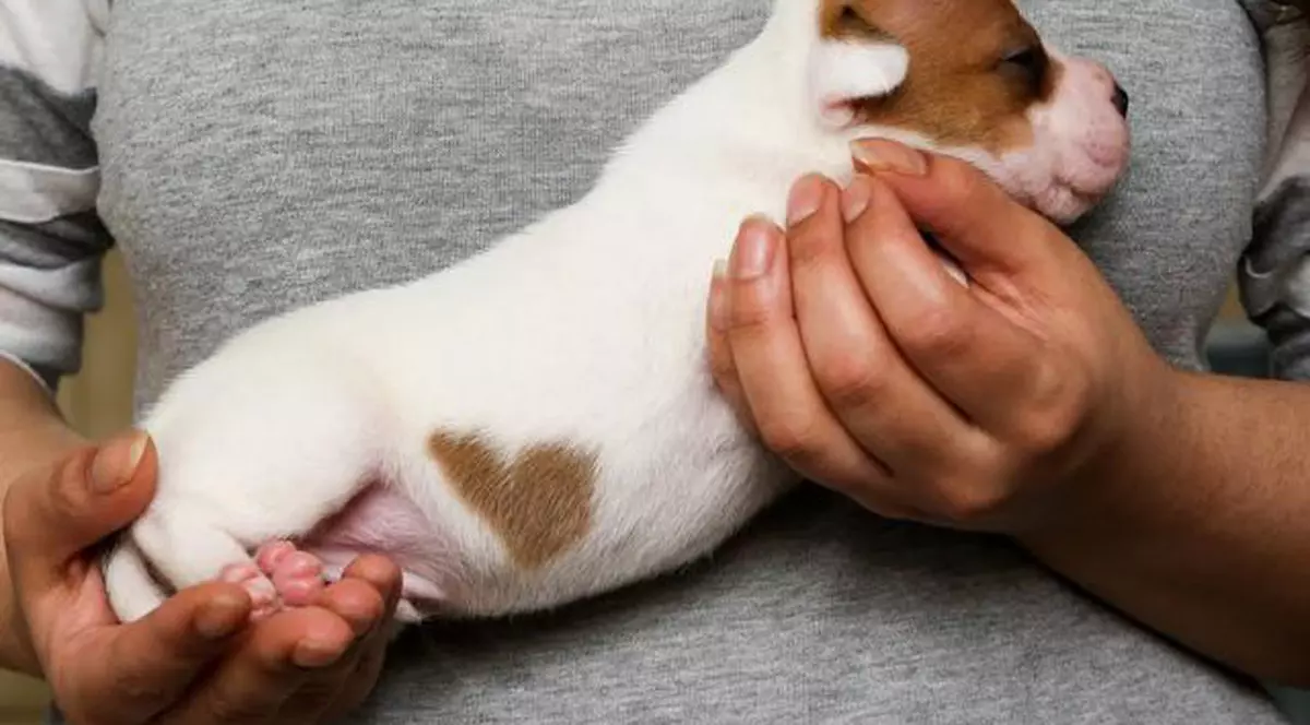 Iubire... de câine! Un cățel s-a născut cu o inimă pe blană înainte de Valentine's Day