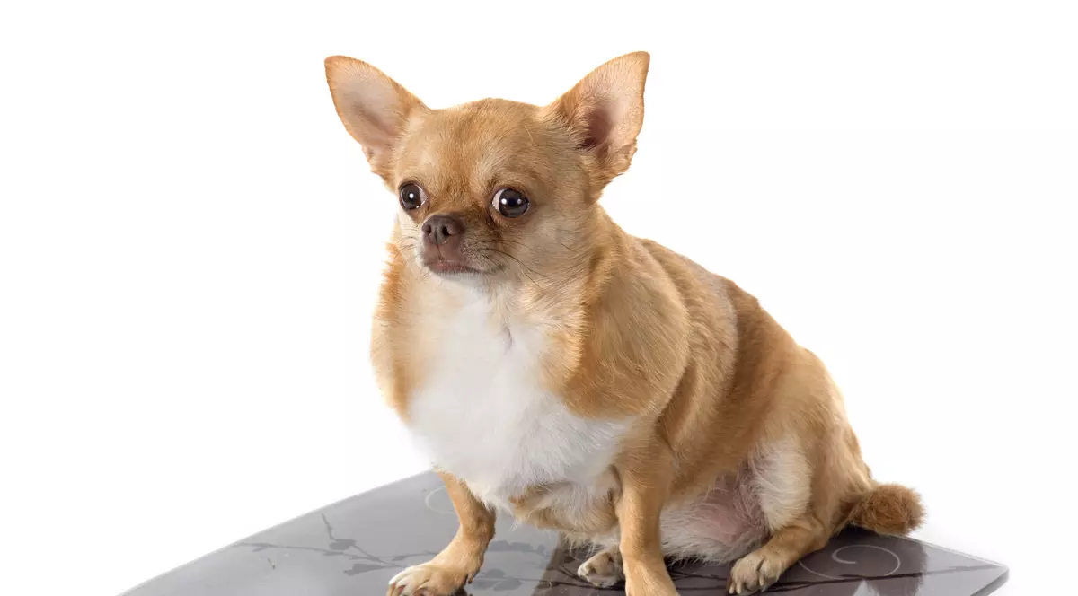 5 trucuri de slăbit sănătos... pentru animalul tău de companie