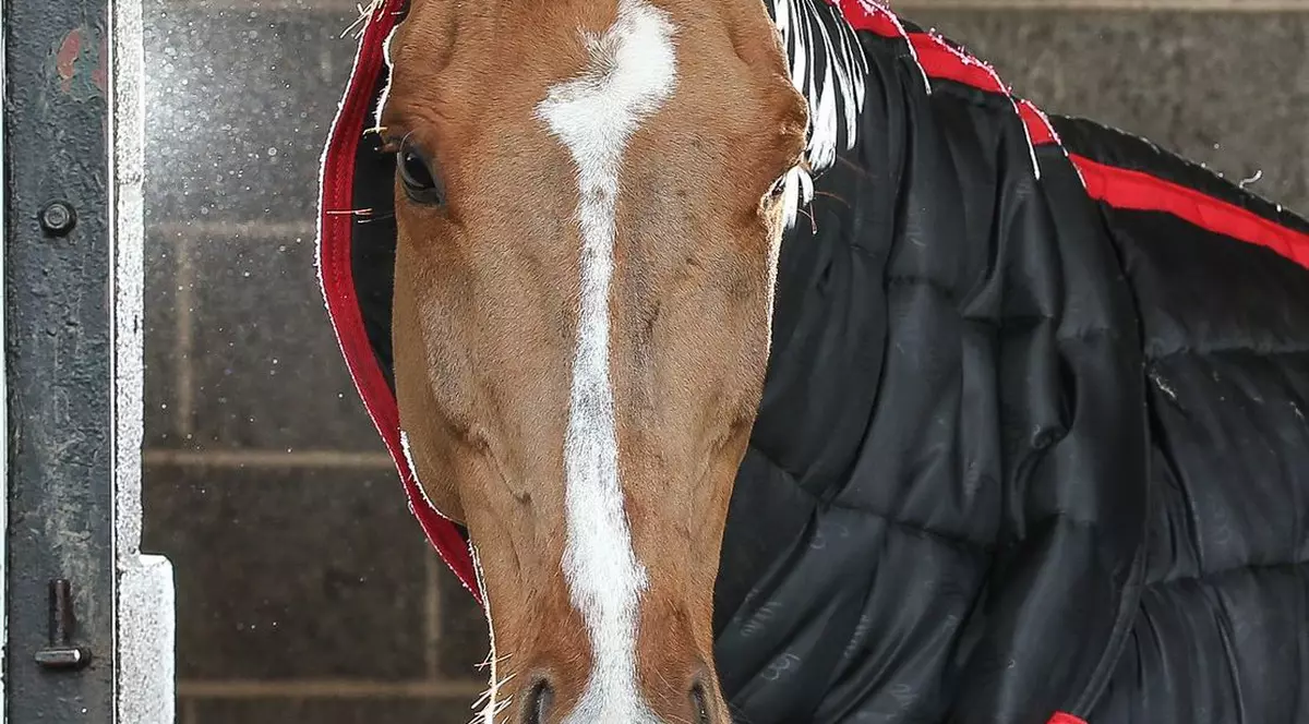Prietenia neobişnuită dintre un cal și o găină. Cei doi sunt de nedespărțit | FOTO