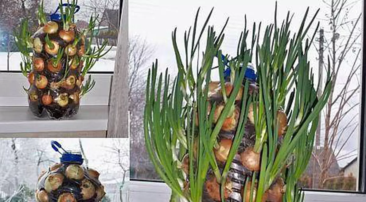 Ştiai cum se cultivă ceapa în sticle de plastic ? GALERIE FOTO