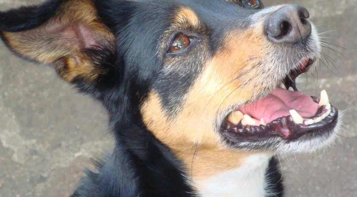 O fostă tenismenă a adoptat un cățel din România, iar viața i s-a schimbat radical