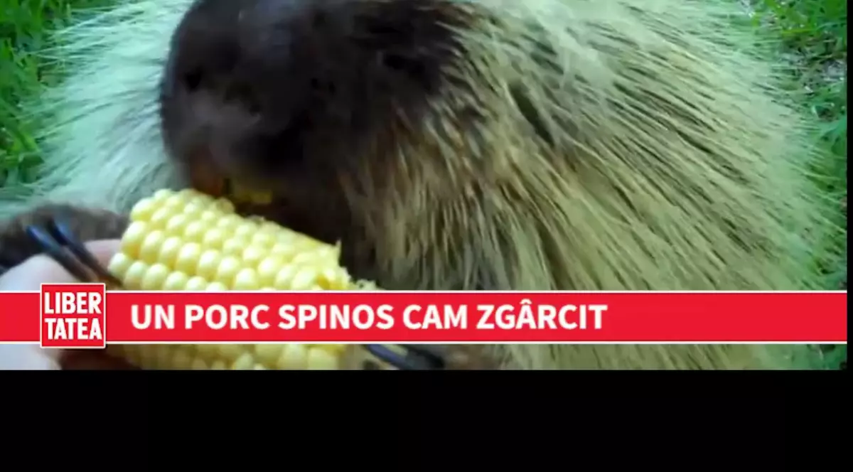 Un porc spinos nu vrea să-și împartă cu nimeni mâncarea | VIDEO
