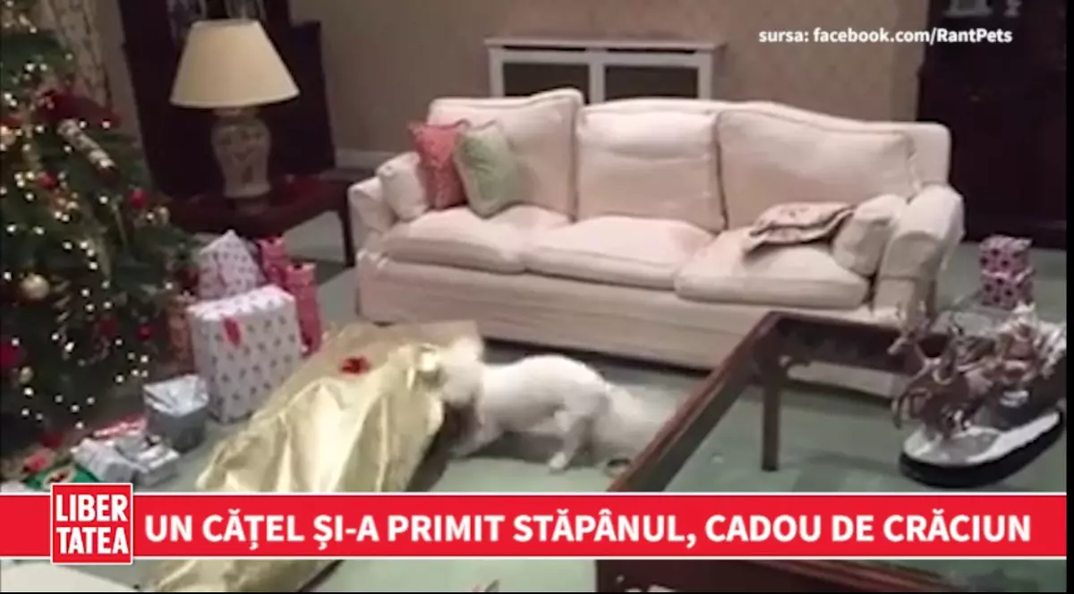 UN CĂȚEL ȘI-A PRIMIT STĂPÂNUL CADOU DE CRĂCIUN | VIDEO