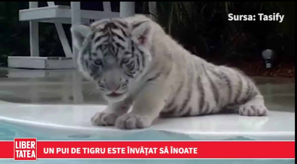Un pui de tigru învață să înoate | VIDEO