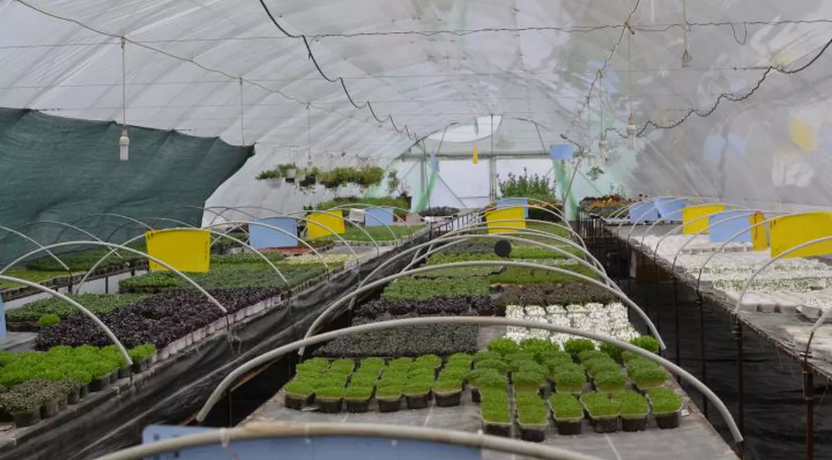 Culmea agriculturii! Câștigă mai mulți bani pentru că produce legume mici!