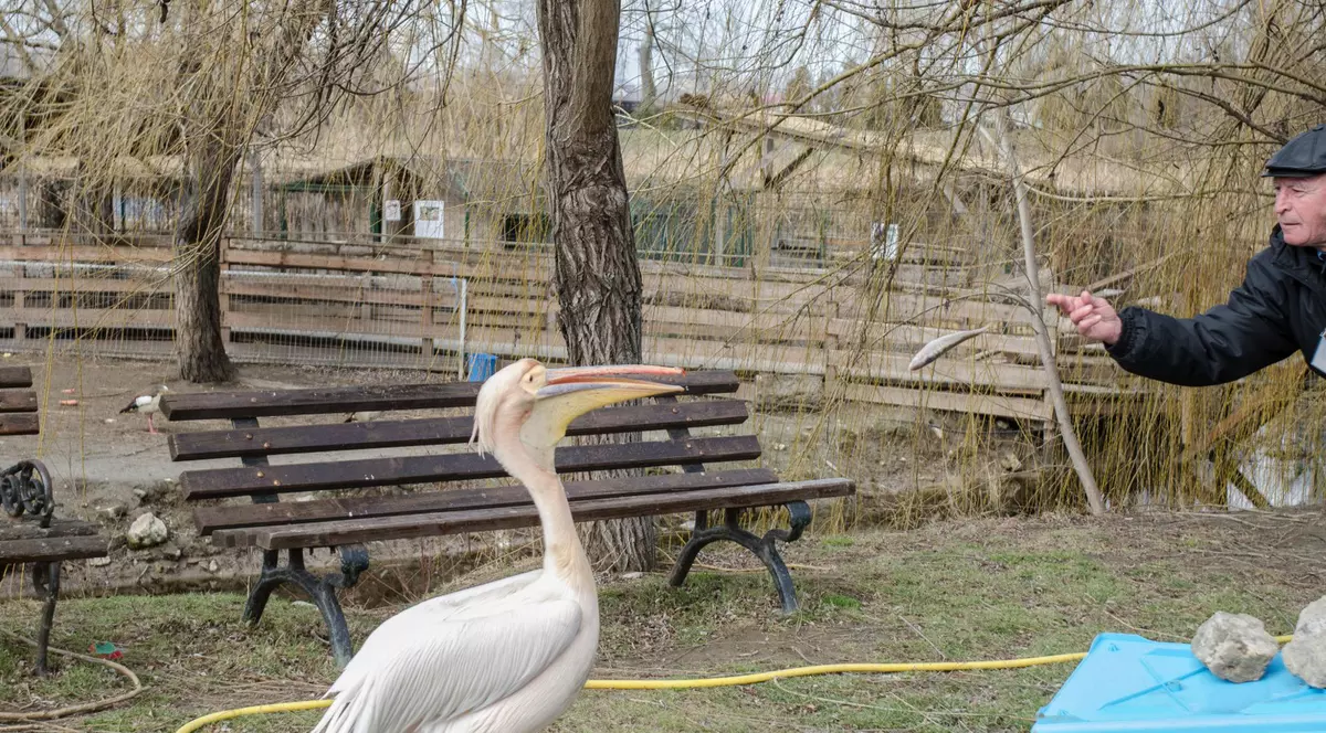 Veşti bune de la Constanţa! Pelicanul Costică a învins depresia!