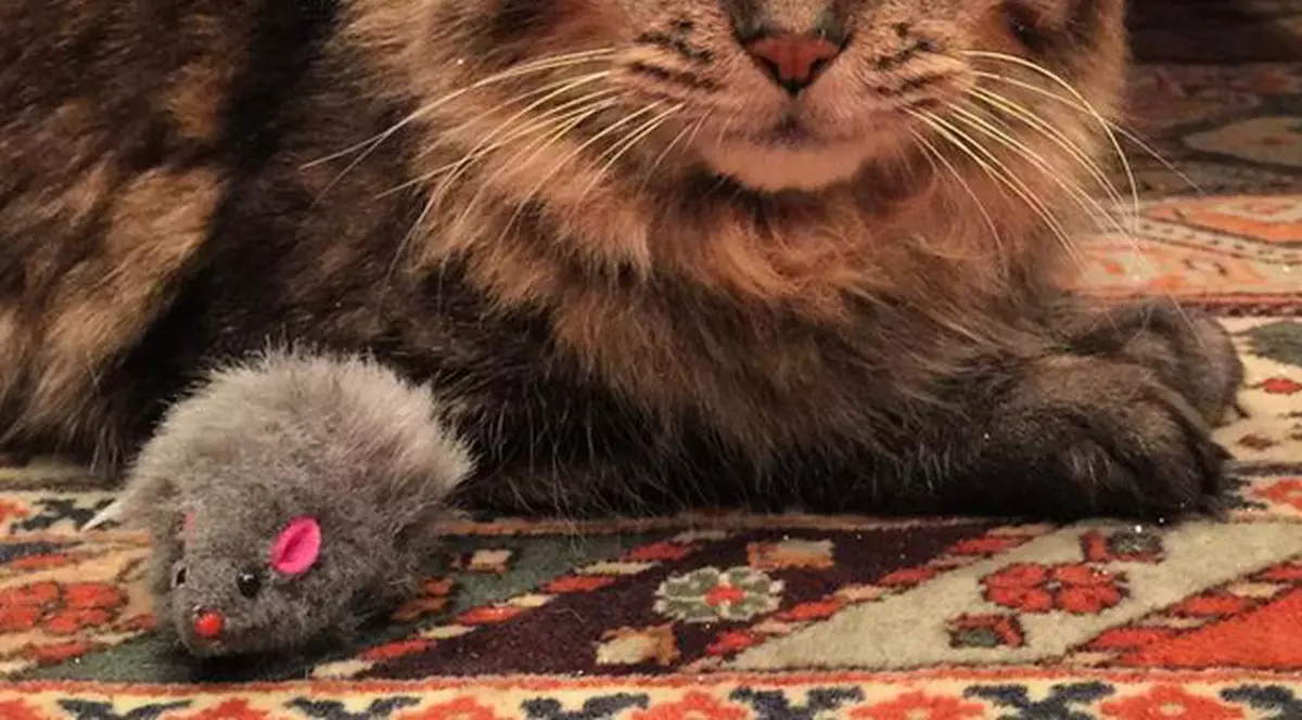 Ea este cea mai bătrână pisică din lume. Câţi ani are