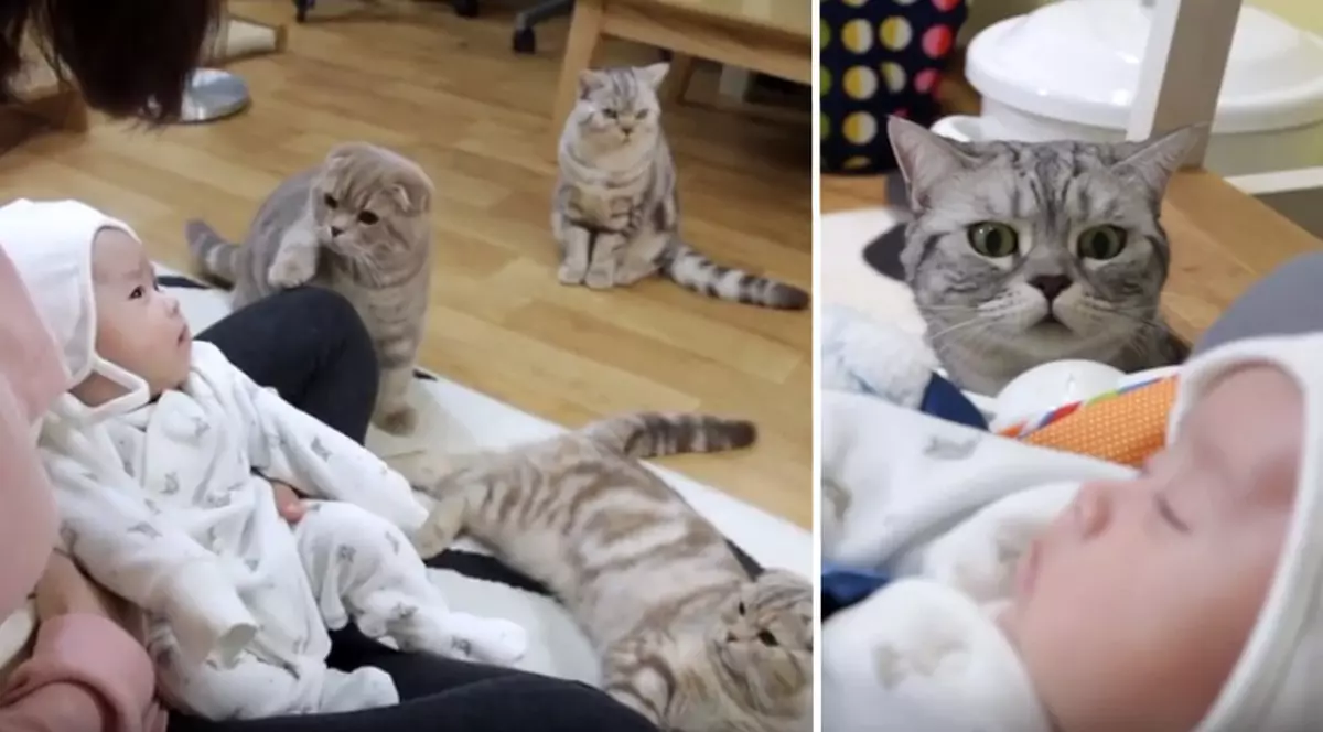 Ce se întâmplă când 5 pisici văd pentru prima dată un bebe! Imaginile sunt adorabile | VIDEO
