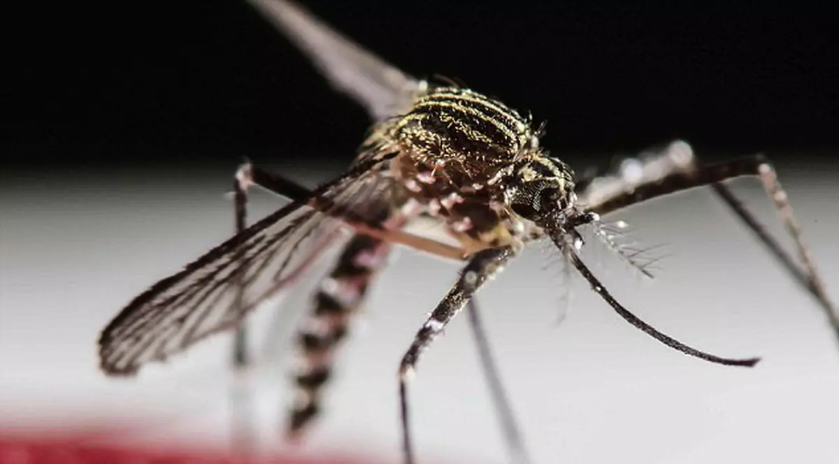 VIRUSUL ZIKA, detectat în Europa! Primele două cazuri de infectare în Irlanda