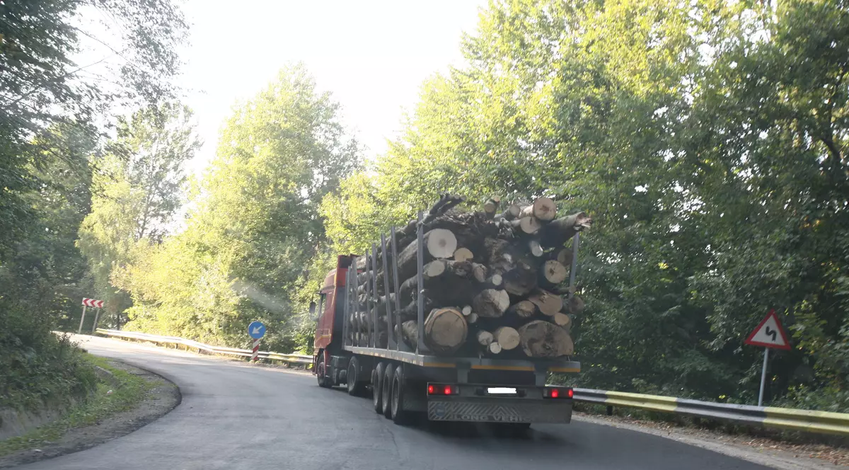 Din România s-au furat păduri în valoare de 36 de miliarde de euro!