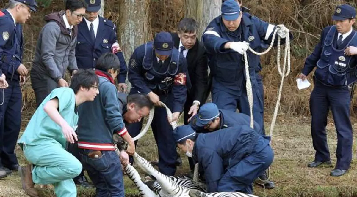 O zebră a pătruns pe un teren de golf! Continuarea a fost tragică
