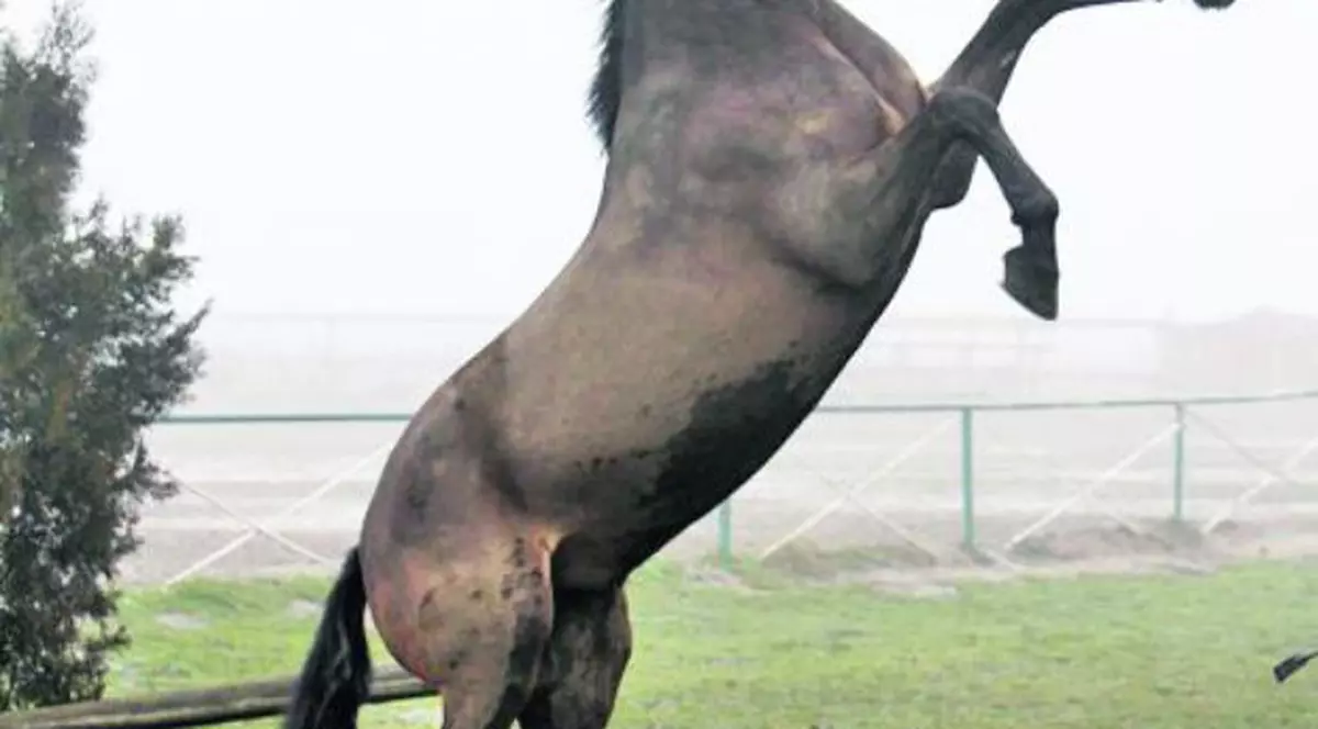 Un cal a provocat un accident soldat cu trei răniţi