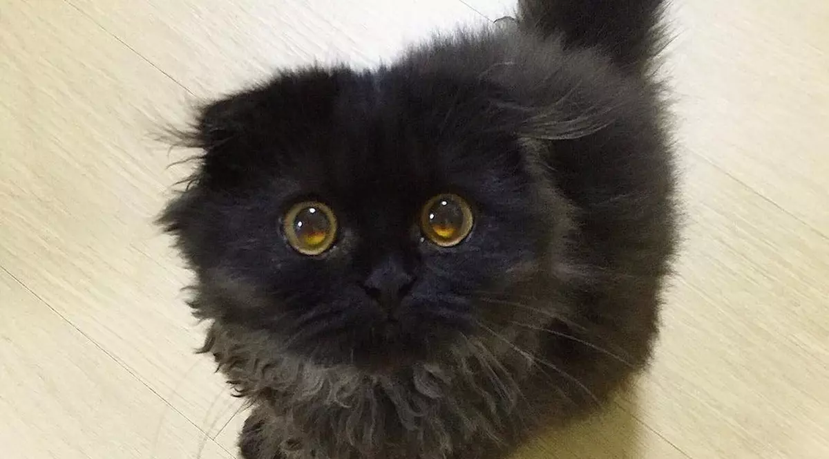 Faceți cunoștință cu Gimo, pisoiul cu cei mai mari ochi! Te vei îndrăgosti de el instant!FOTO