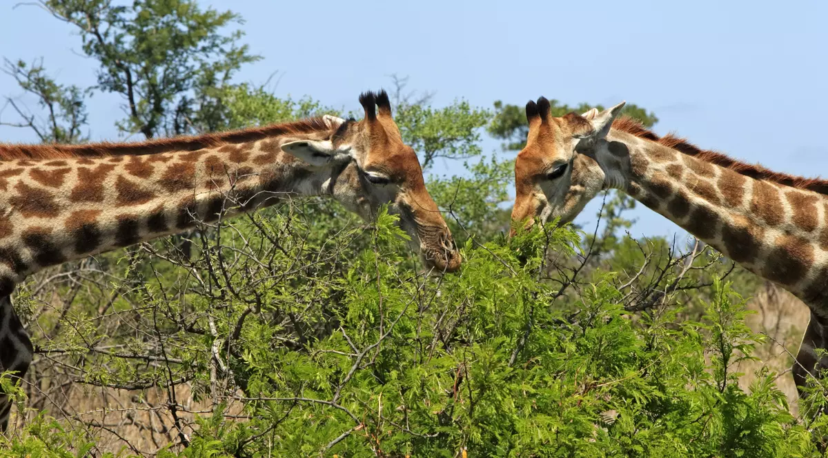 Cum reacționează un copil la ritualul de împerechere al unor girafe | VIDEO