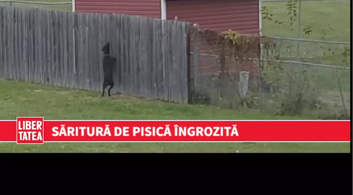 Cât de sus poate sări o pisică atunci când e fugărită de câini? Atât de sus! | VIDEO
