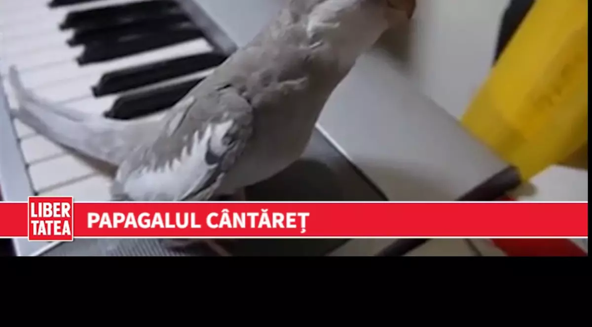 Talent de papagal | VIDEO