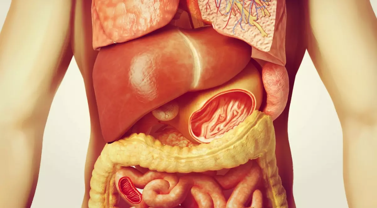 Știai că există o legătură strânsă între organele interne și conflicte?