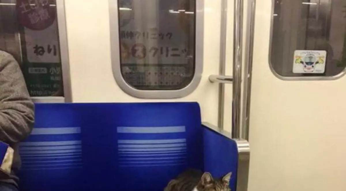 Să vezi și să nu crezi! O pisică din Tokyo călătorește regulat cu metroul de una singură