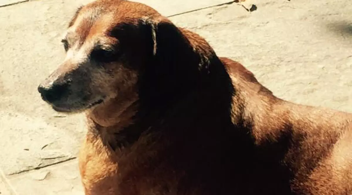 Transformarea incredibilă a unui câine obez! A slăbit peste jumătate din greutatea sa