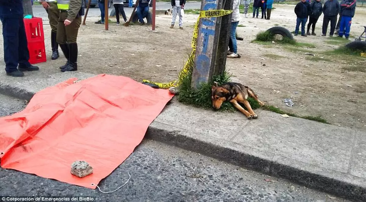 Imagini impresionante! Un câine refuză să plece de lângă stăpânul lui chiar şi după moartea acestuia