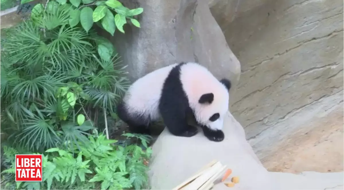 Faceți cunoștință cu Nuan-Nuan, noua vedetă panda / VIDEO
