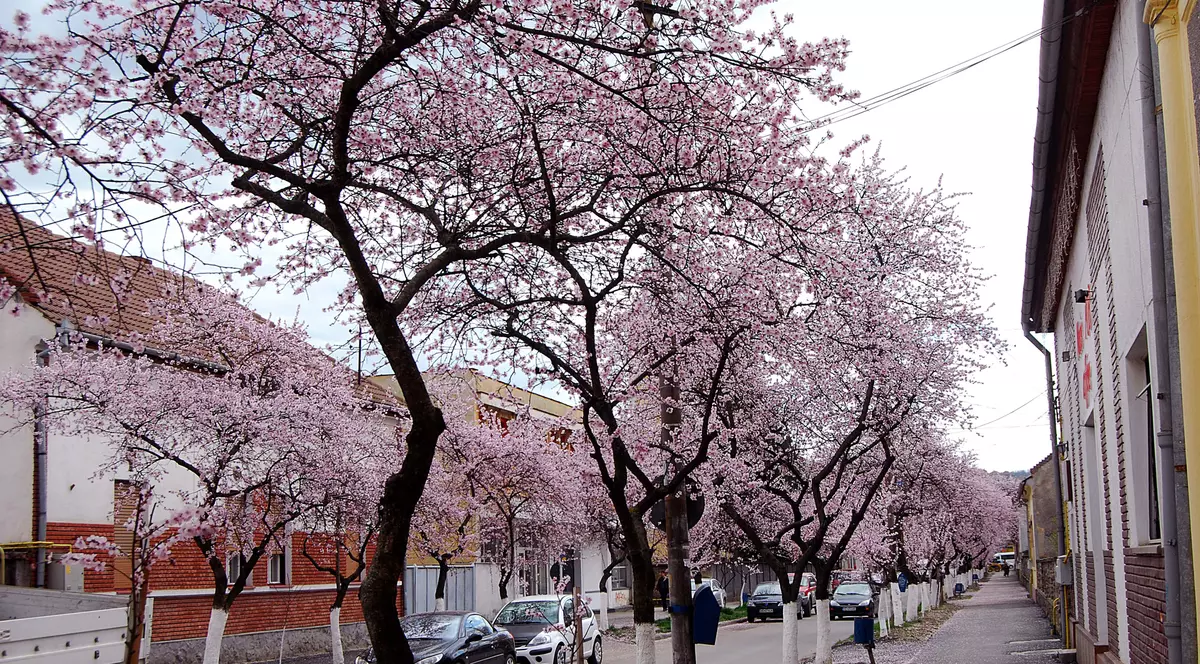 Este aceasta una dintre cele mai frumoase străzi din România? IMAGINI desprinse parcă din povești! GALERIE FOTO