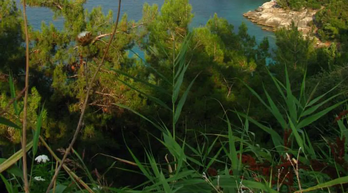 Idei de vacanță: Thassos, “insula de smarald” preferată de români | FOTO