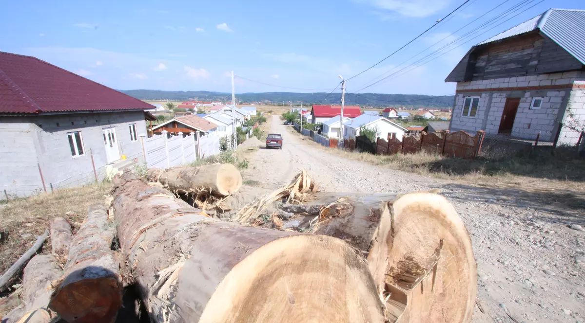 Silvicultura, în topul meseriilor care  produc accidente mortale în România