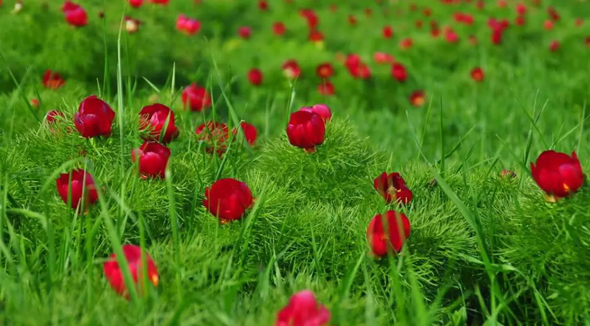 Au înflorit bujorii de la Zau de Câmpie! Rezervația este unică în Europa