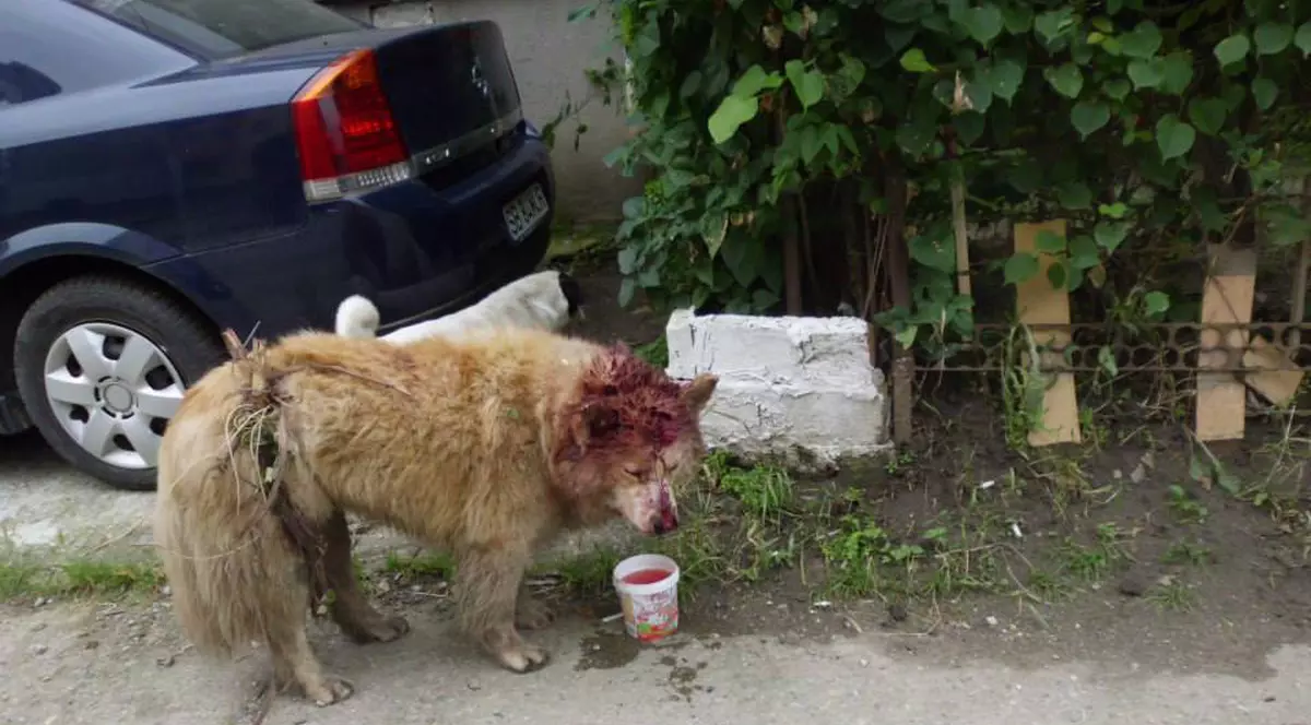 Tânăr din Botoşani, cercetat penal după ce a bătut câinele unui vecin