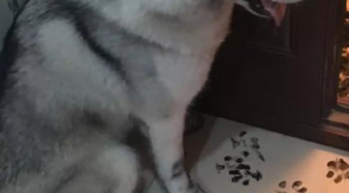 Dezastrul lăsat în urmă de un câine "părăsit" timp de trei ore. Ce au găsit stăpânii când s-au întors