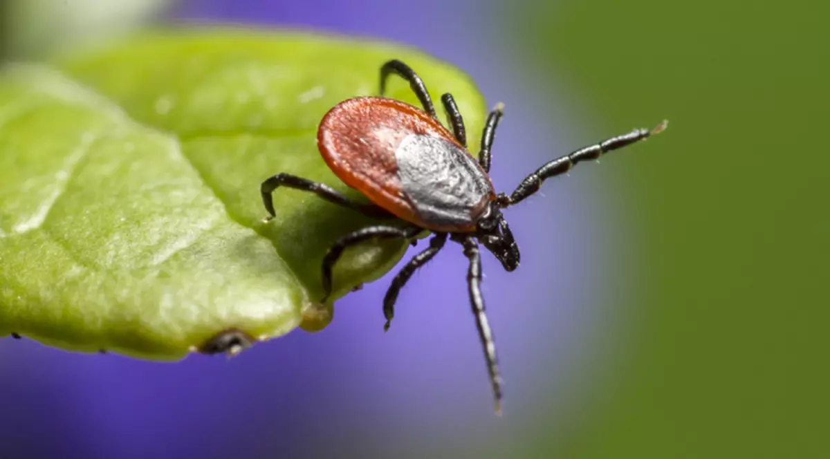 Autoritățile au emis alertă epidemiologică din cauza căpușelor