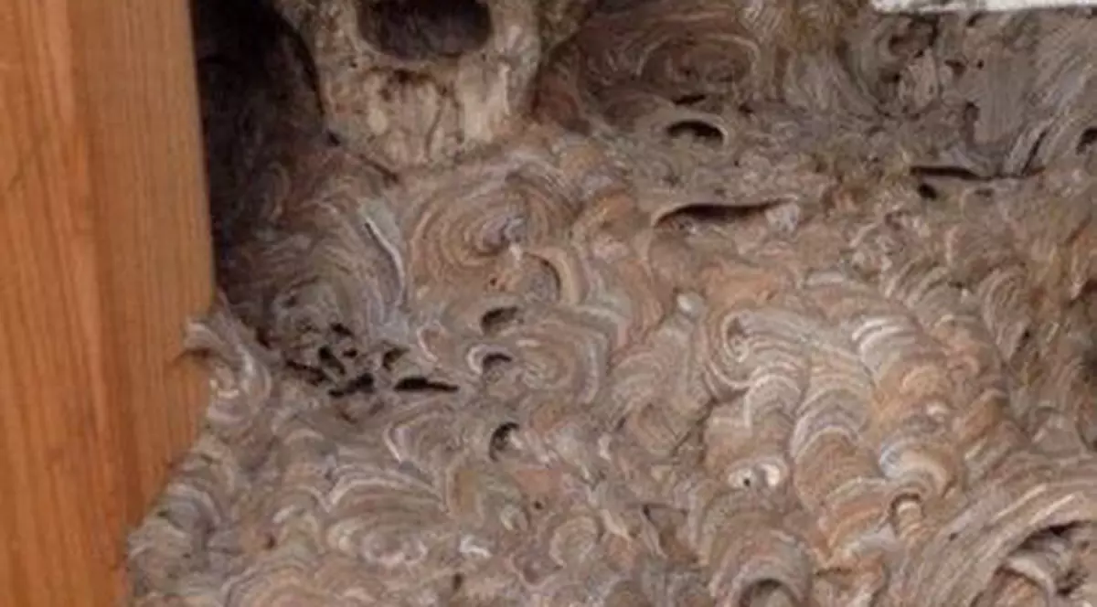 Descoperire ciudată într-un cuib de viespi. Imaginea făcută de un grup de studenţi a intrigat mii de oameni