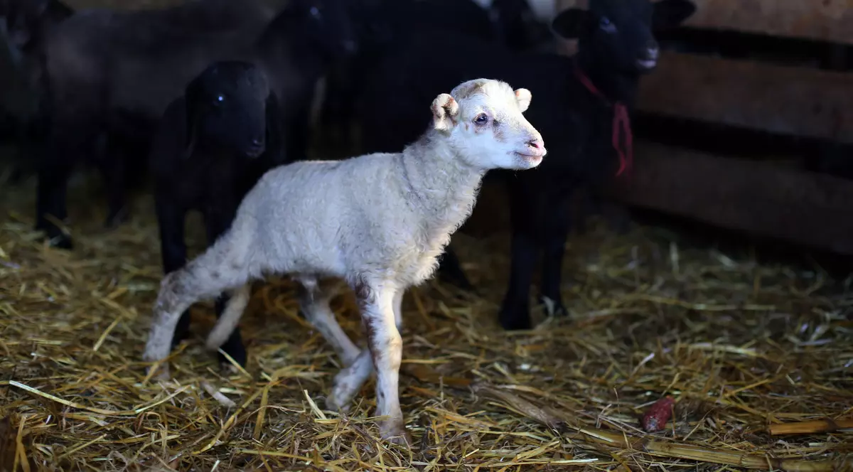 Oierii se plâng că solicitările pentru Sărbătorile Pascale sunt mai mici cu 20% faţă de anul trecut. Ciobanii dau miei cu 10 lei, în viu, la noi ajung cu 22 de lei, în carcasă!