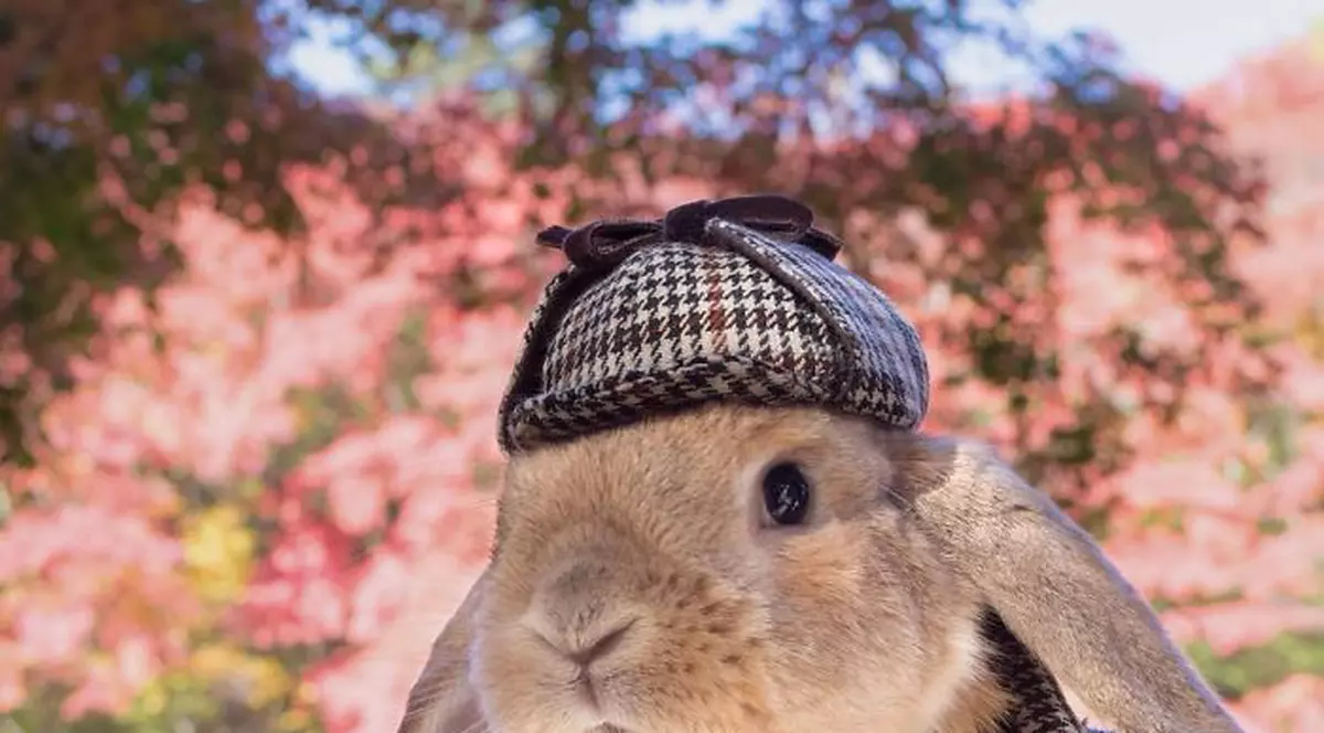 El e cel mai elegant iepuraș din lume! Te îndrăgostești de el instant! GALERIE FOTO