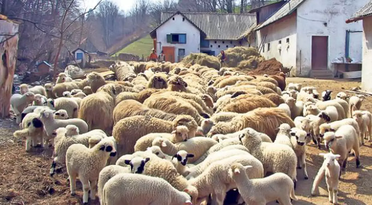 Răfuială la Cluj din cauza oilor! Doi oameni au ajuns la spital în stare critică