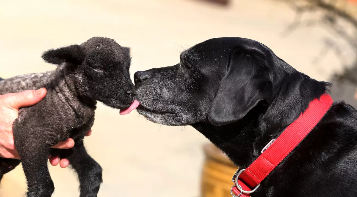 Prietenie inedită la o fermă din Marea Britanie! Un labrador a adoptat un miel! Imagini adorabile| GALERIE FOTO