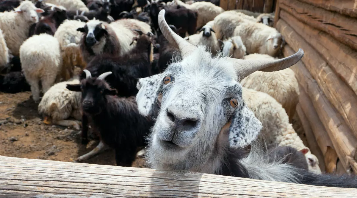 LIBERTATEA TE AJUTĂ Condiții pentru primirea subvențiilor la oi și capre