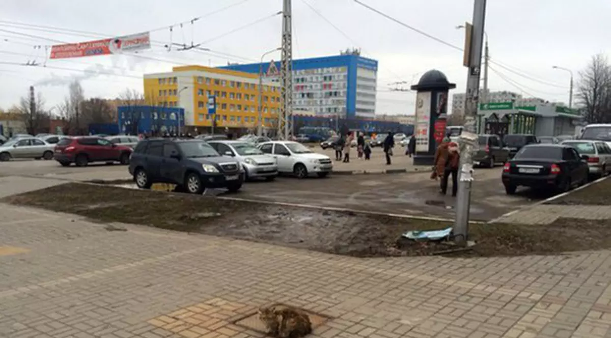 O pisică refuză să plece din locul în care stăpânul a părăsit-o în urmă cu un an FOTO