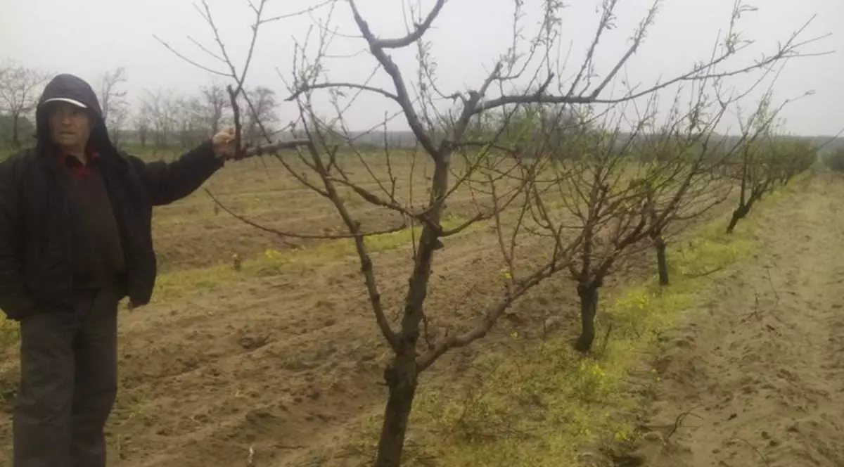 Efectele vremii în agricultură | Caişii şi piersicii din Dolj, distruși de variaţiile de temperatură şi de brumă