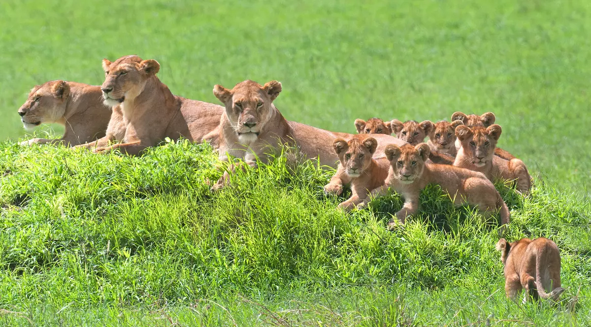 Portret perfect de familie: Cum a fost fotografiată o leoaică, alături de opt pui | FOTO